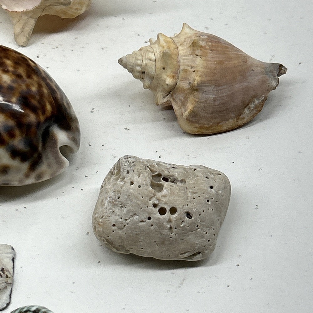 Mixed Seashell Collection Lot Conch Scallop Assorted Coastal‎ Decor - Picture 5 of 16